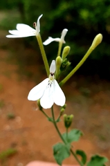 Rhinacanthus xerophilus