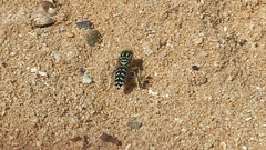 Stictia signata