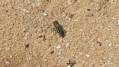 Stictia signata