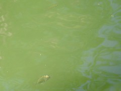 Leiognathidae