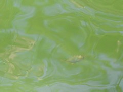 Leiognathidae