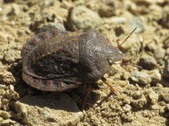 Eurygaster hottentotta