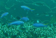 Mirolabrichthys tuka