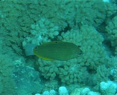 Halichoeres