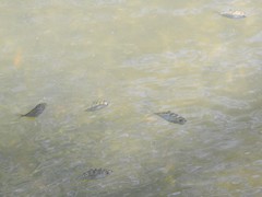 Leiognathidae