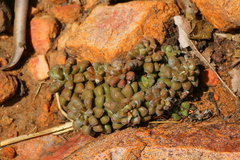 Anacampseros subnuda subnuda