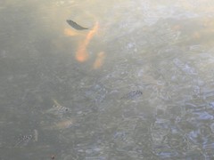 Leiognathidae