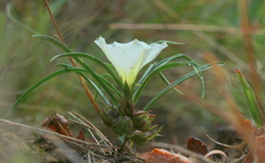 Ipomoea simplex