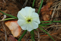 Ipomoea simplex