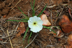 Ipomoea simplex