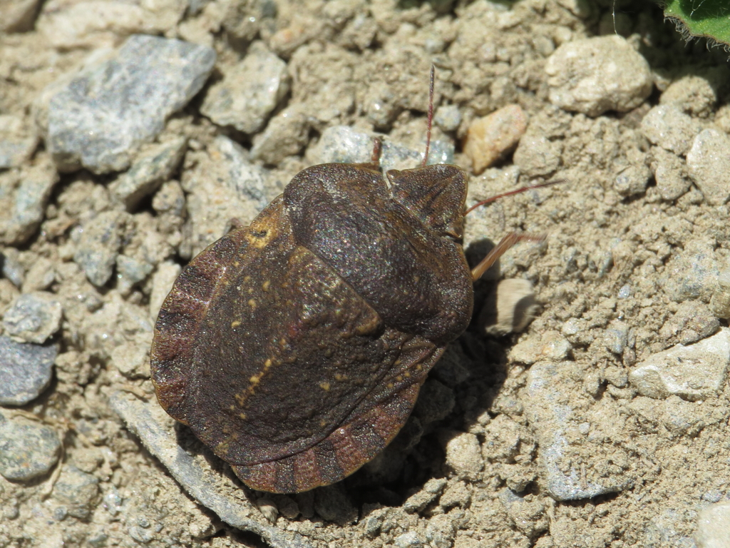 Eurygaster hottentotta