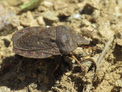 Eurygaster hottentotta
