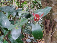 Garcinia gummi-gutta