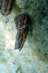 Botrylloides anceps