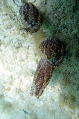 Botrylloides anceps