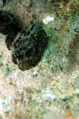 Botrylloides anceps