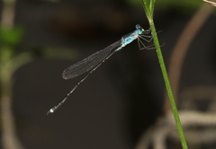 Indolestes tenuissimus