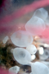 Pycnoclavella tabella