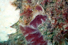 Aplidium clivosum