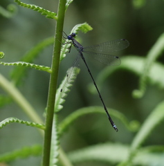 Lestes pruinescens