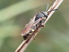 Austrogorytes spryi