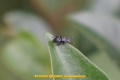 Cephalotes pusillus
