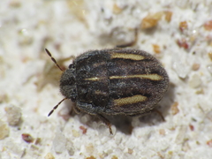 Odontoscelis lineola