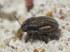 Odontoscelis lineola
