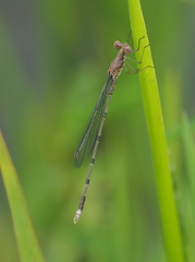 Lestes dissimulans
