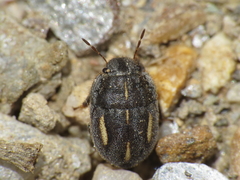 Odontoscelis lineola
