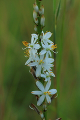 Chlorophytum bowkeri