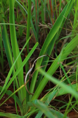 Chlorophytum bowkeri