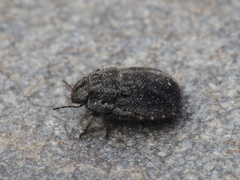 Odontoscelis lineola