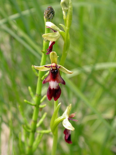 Fly Orchid