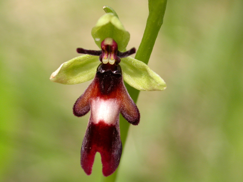 Ophrys