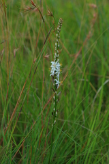 Chlorophytum bowkeri