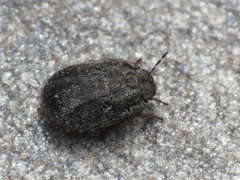 Odontoscelis lineola