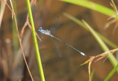 Lestes forficula