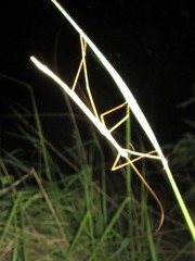 Austrosipyloidea carterus