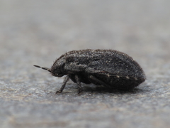 Odontoscelis lineola