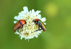 Leucocelis haemorrhoidalis