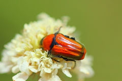 Leucocelis haemorrhoidalis