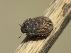 Odontoscelis lineola