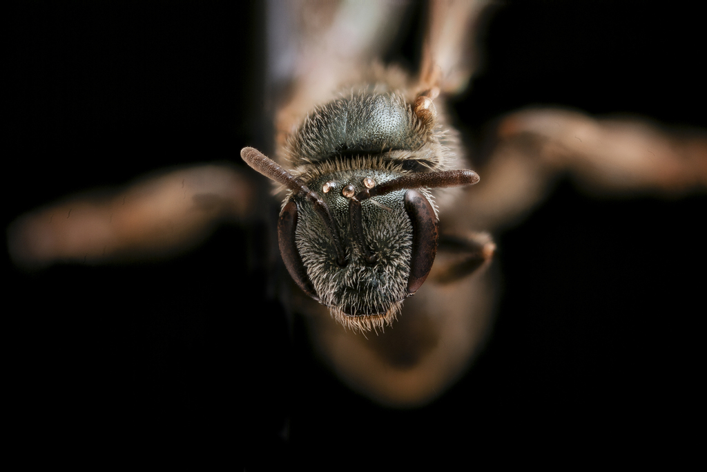 Lasioglossum trigeminum