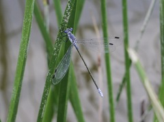 Lestes macrostigma