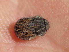 Odontoscelis lineola