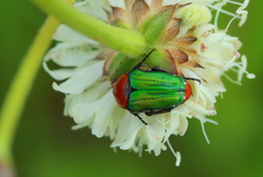Leucocelis haemorrhoidalis