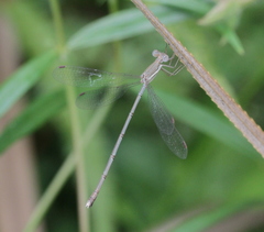 Lestes ochraceus