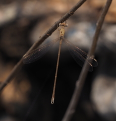 Lestes pallidus