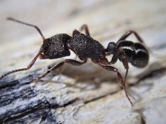 Rhytidoponera tasmaniensis